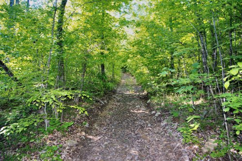 A narrow dirt path winding through a lush, green forest with vibrant foliage on either side.