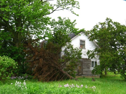 An old, weathered house partially obscured by trees and overgrown grass, with a fallen tree nearby.
