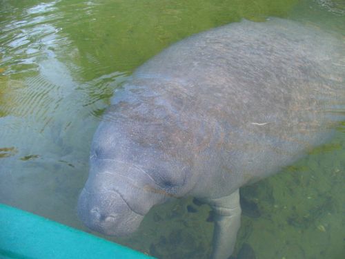 A manatee swimming just below the water's surface, with its eyes closed and a gentle expression.