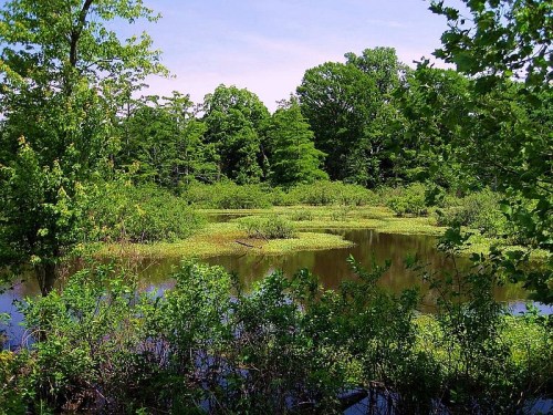Lush green trees surround a tranquil pond, with floating vegetation and a clear blue sky above.