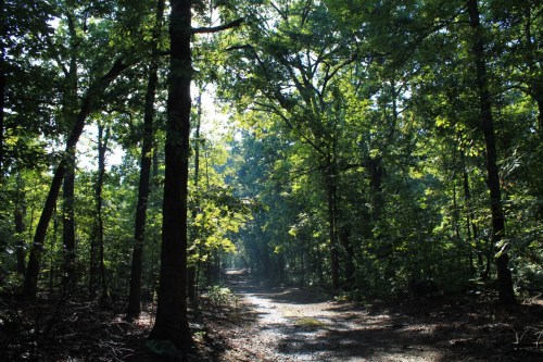 A sunlit forest path surrounded by tall trees and lush greenery, inviting exploration.