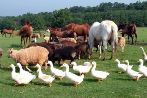 A variety of farm animals, including horses, sheep, and ducks, grazing in a green field.