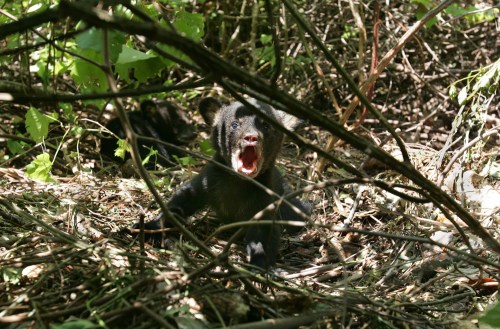 A black bear cub with its mouth open, surrounded by dense foliage and branches in a natural setting.
