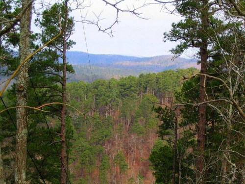 A scenic view of a dense forest with tall pine trees, rolling hills, and a cloudy sky in the background.