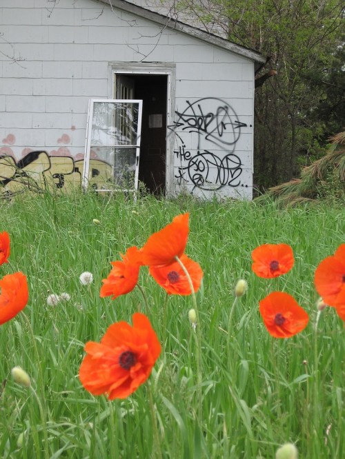 A field of bright orange poppies in front of a weathered white building with graffiti and an open door.