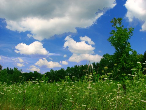 A vibrant landscape featuring green grass and wildflowers under a blue sky with fluffy white clouds.