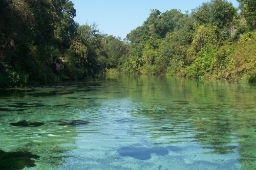 A serene, clear river surrounded by lush greenery and trees, reflecting the vibrant colors of nature.
