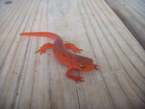 A small orange-red salamander with black spots resting on a wooden surface.