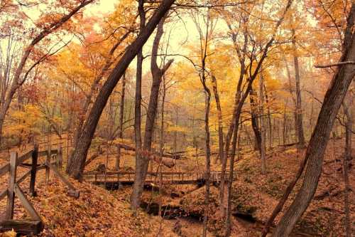 A serene forest scene with vibrant autumn leaves, wooden bridges, and a peaceful, wooded landscape.