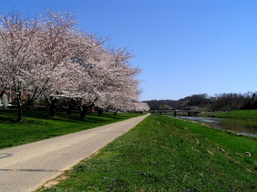 A scenic pathway lined with blooming cherry blossom trees beside a calm river under a clear blue sky.