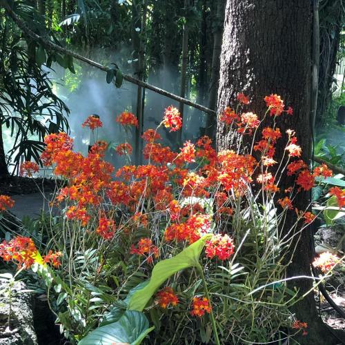 Vibrant orange flowers bloom near a tree, surrounded by lush greenery and mist in a tropical setting.