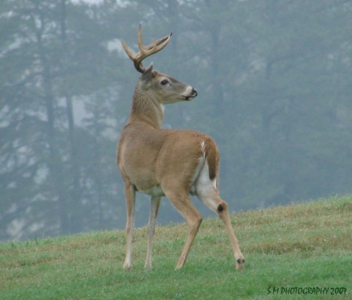 A deer with antlers stands on a grassy hill, looking back against a misty forest backdrop.