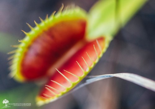 Close-up of a Venus flytrap with vibrant red interior and sharp, tooth-like edges.