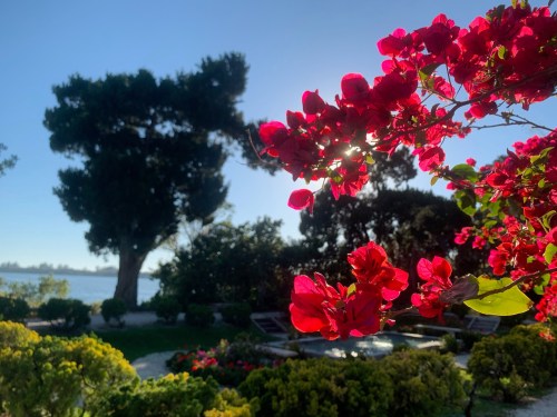 Vibrant pink flowers in the foreground with a serene garden and lake view in the background under a clear blue sky.