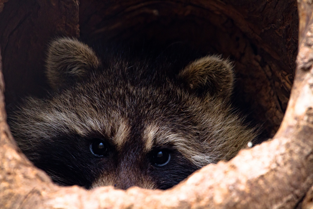 Here Are 12 Photos Of Wildlife In Iowa That Will Drop Your Jaw