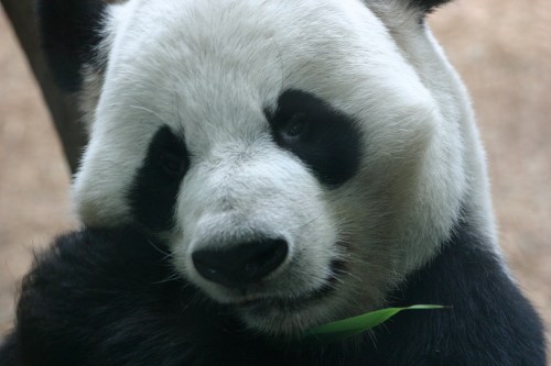 Close-up of a giant panda's face, featuring its distinctive black and white fur and a piece of bamboo in its mouth.