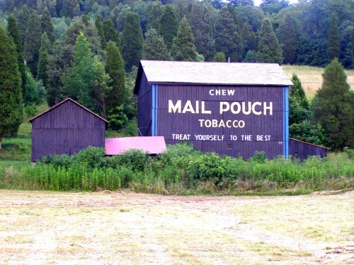 A rustic barn with a large advertisement for "Mail Pouch Tobacco" surrounded by trees and greenery.