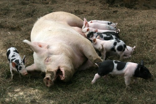 A mother pig lies on the ground surrounded by several playful piglets.