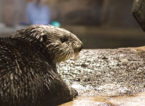 A wet otter resting on a rocky surface, with a blurred background of water and soft lighting.