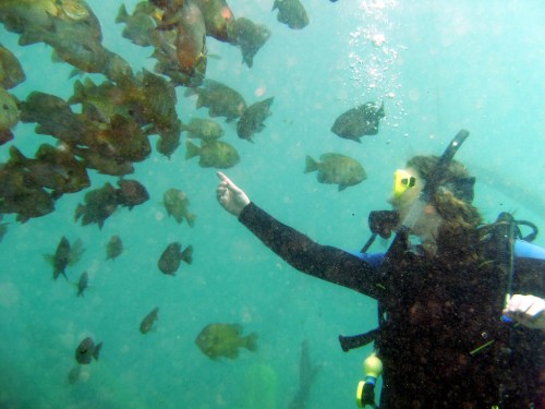A diver points at a school of fish underwater, surrounded by bubbles and a blue-green ocean backdrop.