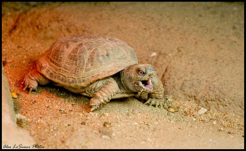 alt