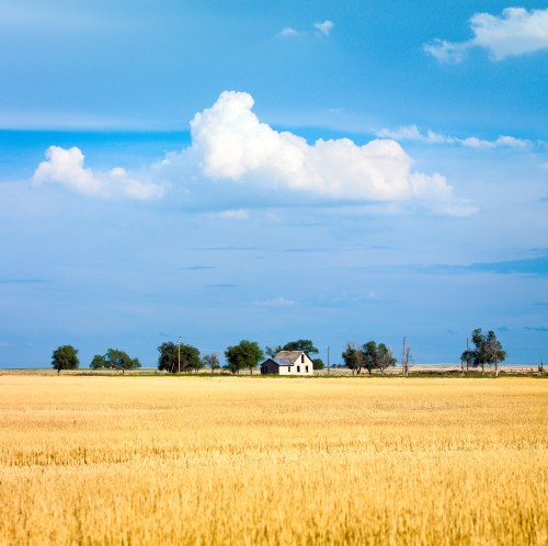 A vast golden field under a blue sky with fluffy clouds, featuring a small house in the distance.