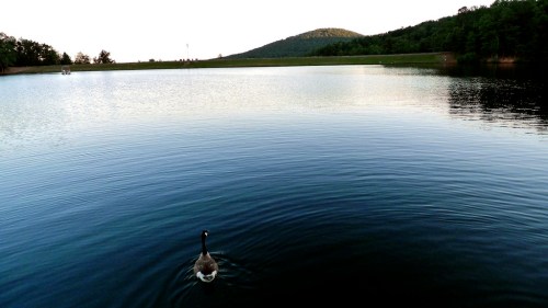 A serene lake with calm waters, a lone swan swimming, and a distant green hill under a clear sky.