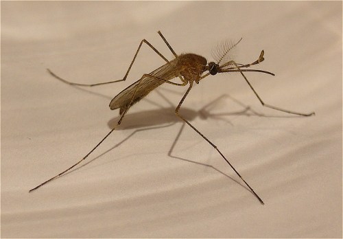 Close-up of a mosquito on a light surface, showcasing its long legs and slender body.