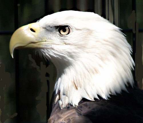 A close-up of a bald eagle's head, showcasing its sharp beak and intense eye against a blurred background.