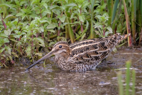 A camouflaged bird with a long bill wades through shallow water surrounded by green plants.