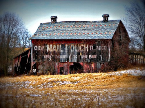 An old, weathered barn with faded tobacco advertising, surrounded by bare trees and a grassy field.