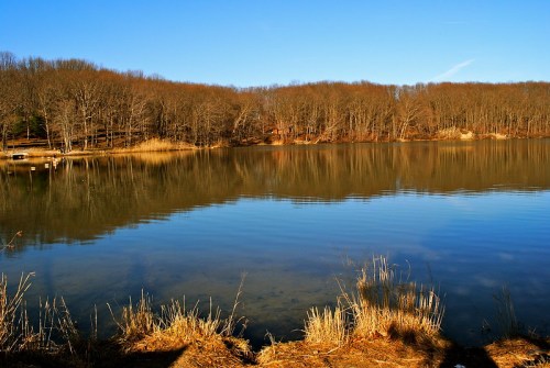 A serene lake surrounded by bare trees, reflecting the clear blue sky and gentle shoreline grasses.