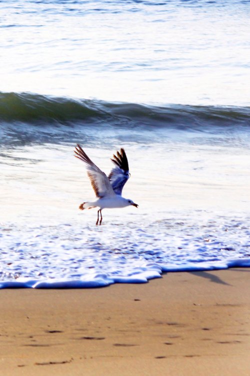 A seagull takes flight over gentle ocean waves on a sandy beach.