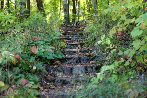 A stone pathway leads through a lush, green forest, surrounded by trees and colorful foliage.