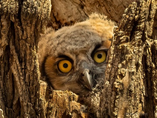 A close-up of an owl peering out from a hollow in a tree, showcasing its striking yellow eyes and textured feathers.