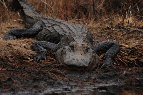 A large alligator resting on muddy ground surrounded by dry grass and reeds.