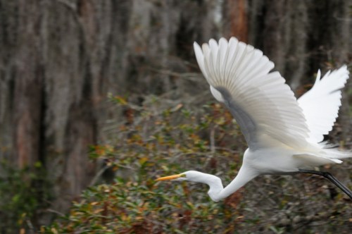 A white egret in flight, wings spread wide, against a blurred background of greenery and trees.