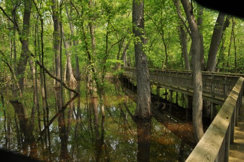 A wooden boardwalk winds through a lush, green forest with reflections in the calm water below.
