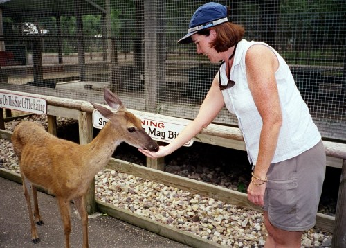 A woman gently feeding a small deer at a wildlife park, with a sign in the background.