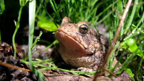 A close-up of a brown frog sitting among green grass and leaves, with droplets of water on its skin.