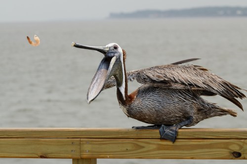 A brown pelican perched on a wooden railing, catching a shrimp in mid-air over the water.