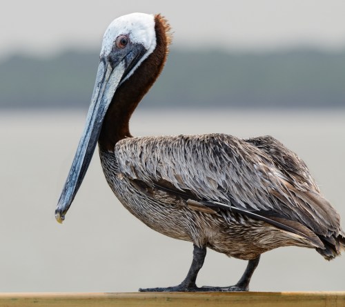 A brown pelican stands on a railing, with a blurred coastal background. Its feathers are wet and ruffled.