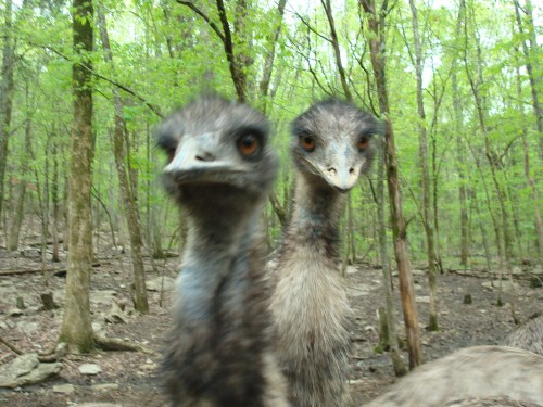 Two emus with curious expressions stand in a lush, green forest.