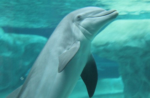 A dolphin swimming gracefully underwater, with a clear blue background and a gentle expression.