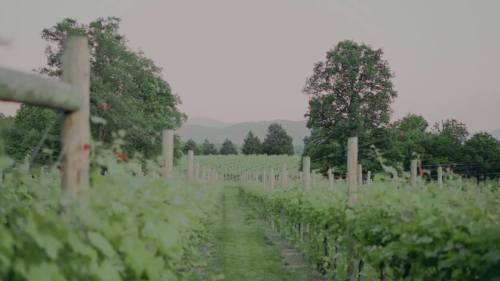 A serene vineyard path lined with lush grapevines, framed by trees and distant mountains under a soft sky.