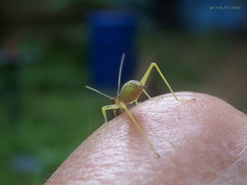 Close-up of a small yellow insect perched on a person's skin, with a blurred natural background.