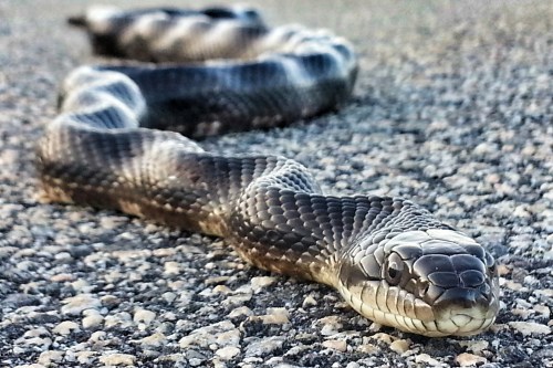 A close-up of a black snake slithering across a textured road surface.
