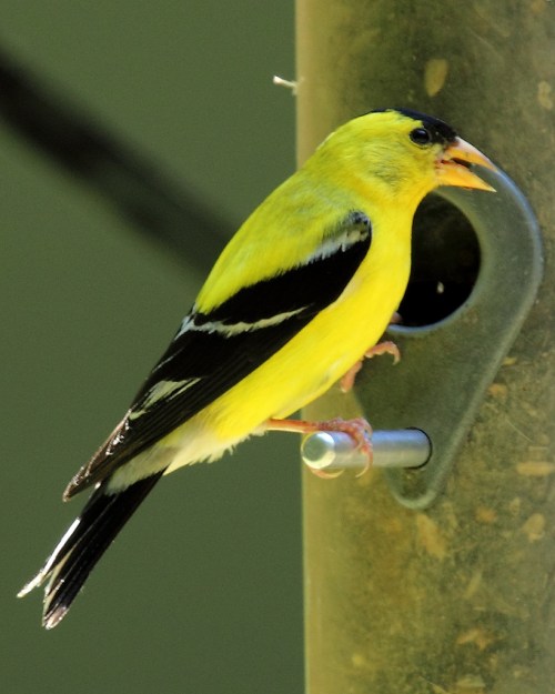 A vibrant yellow bird with black wings perched near a feeder, singing and looking to the side.
