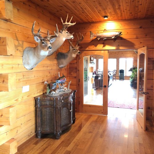 A wooden hallway with mounted deer heads, a fish display, and a decorative cabinet leading to a bright room.
