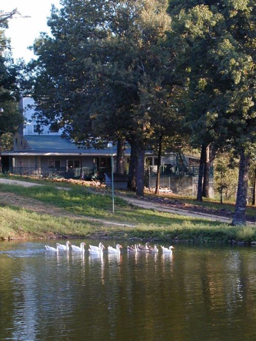 A serene pond with a line of ducks swimming, surrounded by trees and a house in the background.